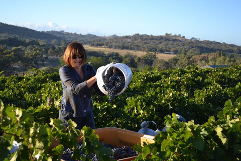 Serengale Vineyard - Sunshine Coast Guide 2