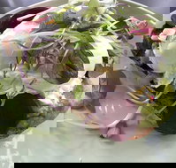 Public - Sunshine Coast Guide