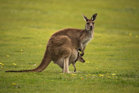 Lure Bed And Breakfast - Sunshine Coast Guide 20