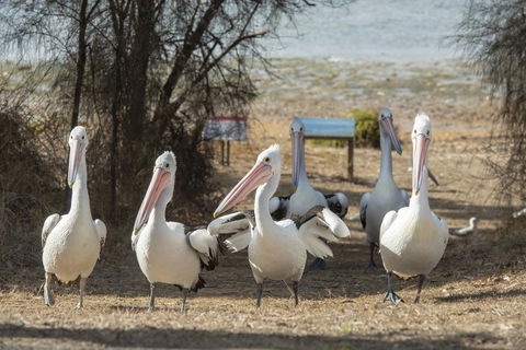 Mercure Kangaroo Island Lodge - Sunshine Coast Guide 15