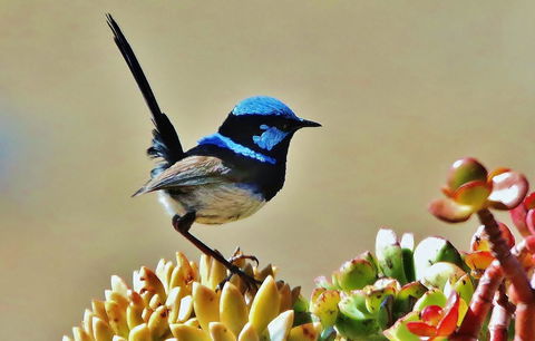 Mercure Kangaroo Island Lodge - Sunshine Coast Guide 39