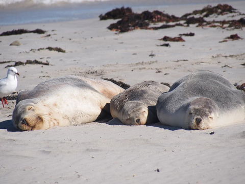 Mercure Kangaroo Island Lodge - Sunshine Coast Guide 43