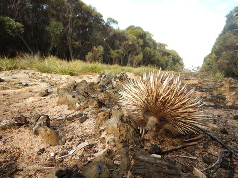 Kangaroo Island Wilderness Retreat - Sunshine Coast Guide 20