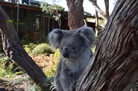 Kangaroo Island Wilderness Retreat - Sunshine Coast Guide 6