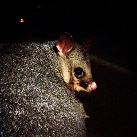 Kangaroo Island Wilderness Retreat - Sunshine Coast Guide 36