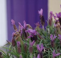 The Purple Door on Seaview - Sunshine Coast Guide