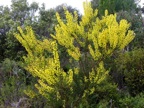Kestrel Downs - Sunshine Coast Guide 26