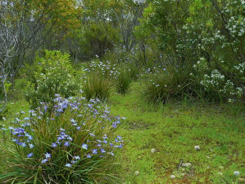 Kestrel Downs - Sunshine Coast Guide 32