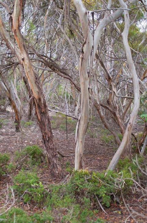 Kestrel Downs - Sunshine Coast Guide 19