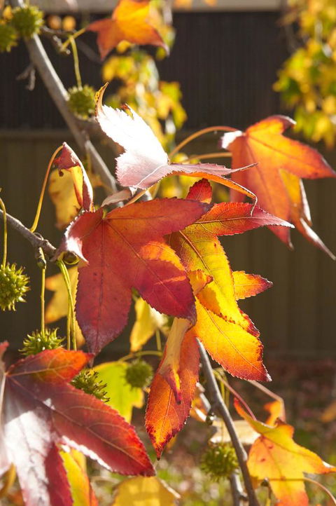 Motel Mount Gambier - Sunshine Coast Guide 22