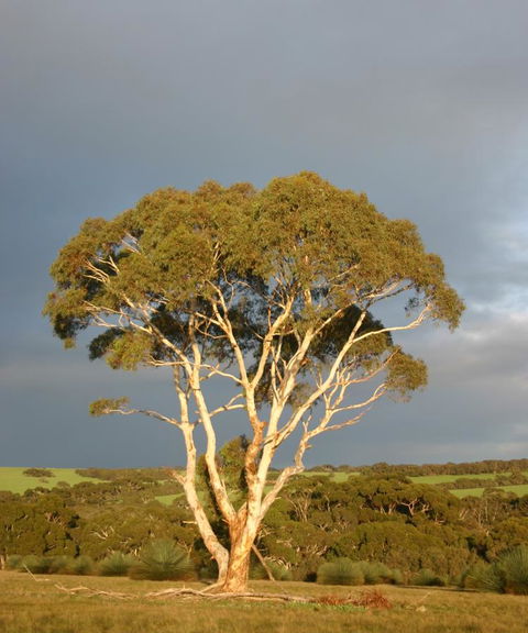 Ecopia Retreat - Sunshine Coast Guide 24