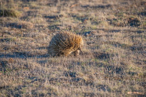 Ecopia Retreat - Sunshine Coast Guide 7