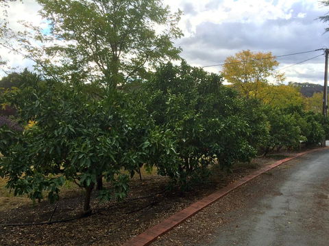 Vineyard Cottage BnB - Sunshine Coast Guide 11