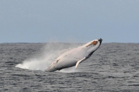 Albany Motel & Apartments - Sunshine Coast Guide 19