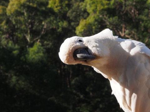 Bundle Hill Cottages - Sunshine Coast Guide 1