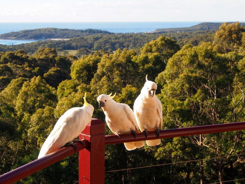 Bundle Hill Cottages - Sunshine Coast Guide 2