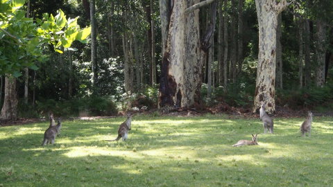 Bundle Hill Cottages - Sunshine Coast Guide 15