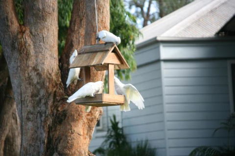 Huskisson Holiday Motel Cabins - Sunshine Coast Guide 29