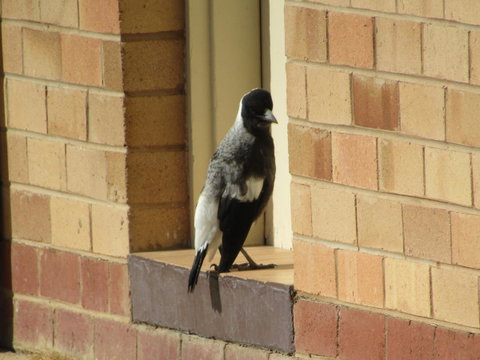 Allonville Gardens Motel - Sunshine Coast Guide 34