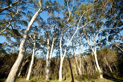 Bush & Bay Cottage - Sunshine Coast Guide 28