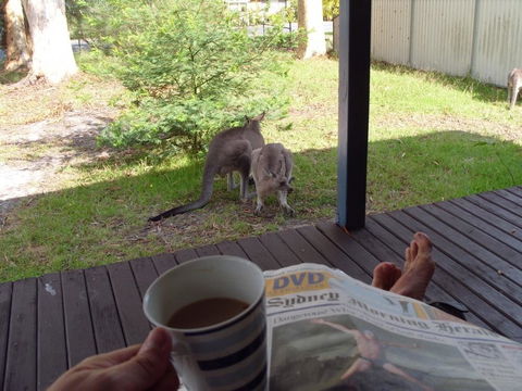 Bush & Bay Cottage - Sunshine Coast Guide 29