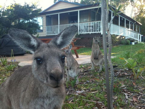 Bush & Bay Cottage - Sunshine Coast Guide 0