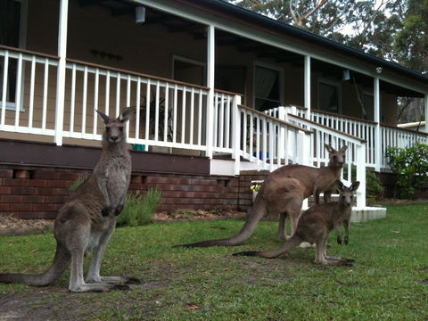 Bush & Bay Cottage - Sunshine Coast Guide 30