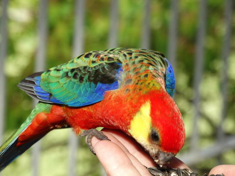 Cinnamon Coloureds Farm Cottages - Sunshine Coast Guide 3