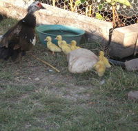 Corella Creek Country Farm Stay - Sunshine Coast Guide