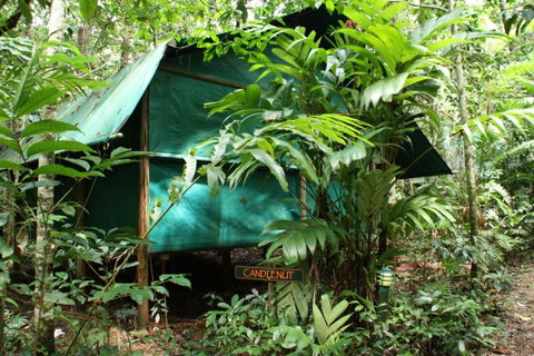 Daintree Crocodylus - Sunshine Coast Guide 0