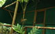 Daintree Crocodylus - thumb 3