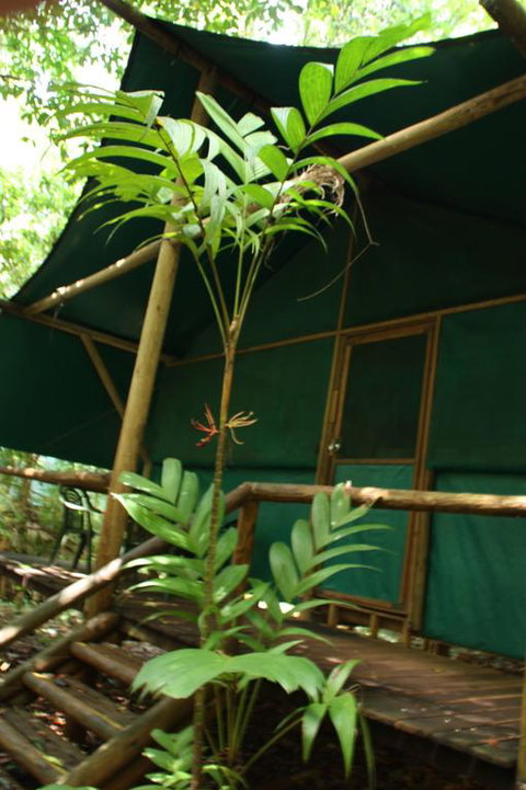 Daintree Crocodylus - Sunshine Coast Guide 3