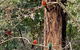 Emerald Star Cottages - thumb 1