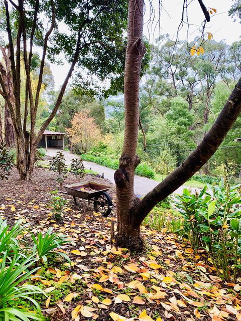 Emerald Star Cottages - Sunshine Coast Guide 3