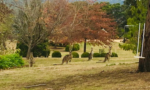Highfield Cottage - Sunshine Coast Guide 2