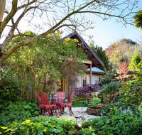 Hills End Camellia - Sunshine Coast Guide