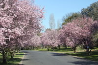 Book Kelso Accommodation Vacations Sunshine Coast Guide Sunshine Coast Guide