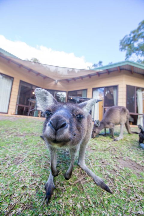 Yelverton Brook Conservation Sanctuary - Sunshine Coast Guide 17