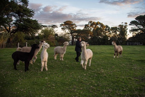 Celestine Retreat - Sunshine Coast Guide 6