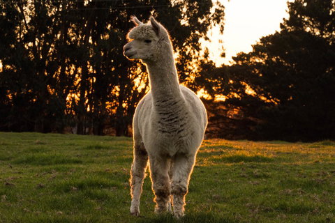 Celestine Retreat - Sunshine Coast Guide 10