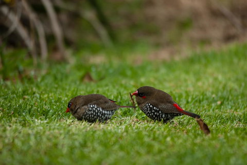 Celestine Retreat - Sunshine Coast Guide 12