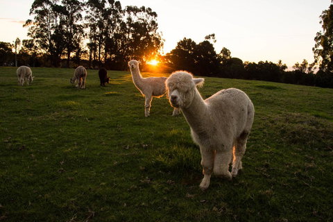 Celestine Retreat - Sunshine Coast Guide 2