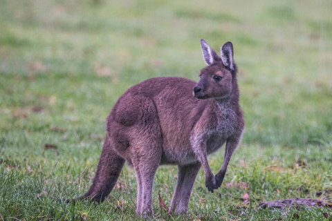 Celestine Retreat - Sunshine Coast Guide 4