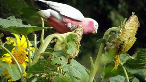 Bentwood Olive Grove Accommodation - Sunshine Coast Guide 19