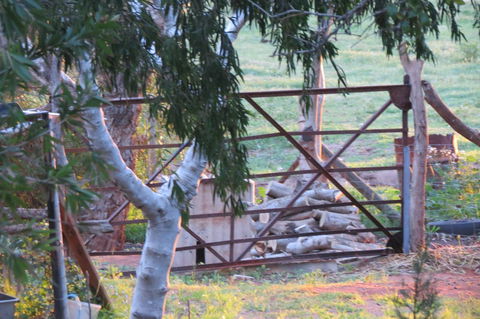 Bentwood Olive Grove Accommodation - Sunshine Coast Guide 25