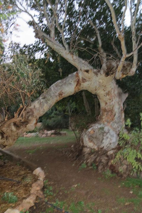 Bentwood Olive Grove Accommodation - Sunshine Coast Guide 22