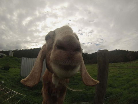 Tanen Farm - Sunshine Coast Guide 7