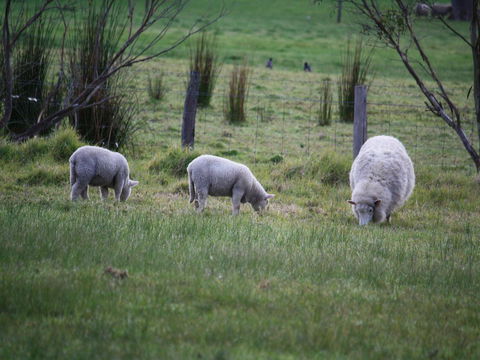 Tanen Farm - Sunshine Coast Guide 11