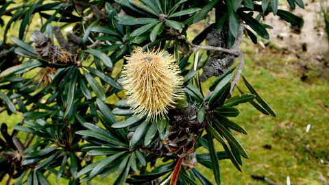 43 Degrees Bruny Island - Sunshine Coast Guide 11
