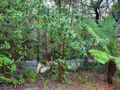 Roland B&B - Sunshine Coast Guide 12